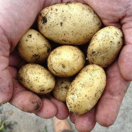 Picture of potato Kifli
