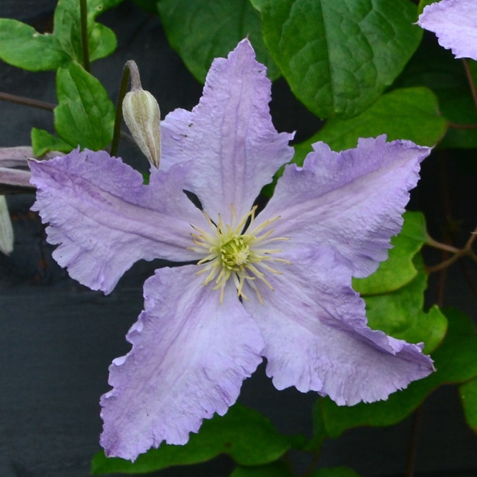 <i>Clematis</i> 'Blue Angel'