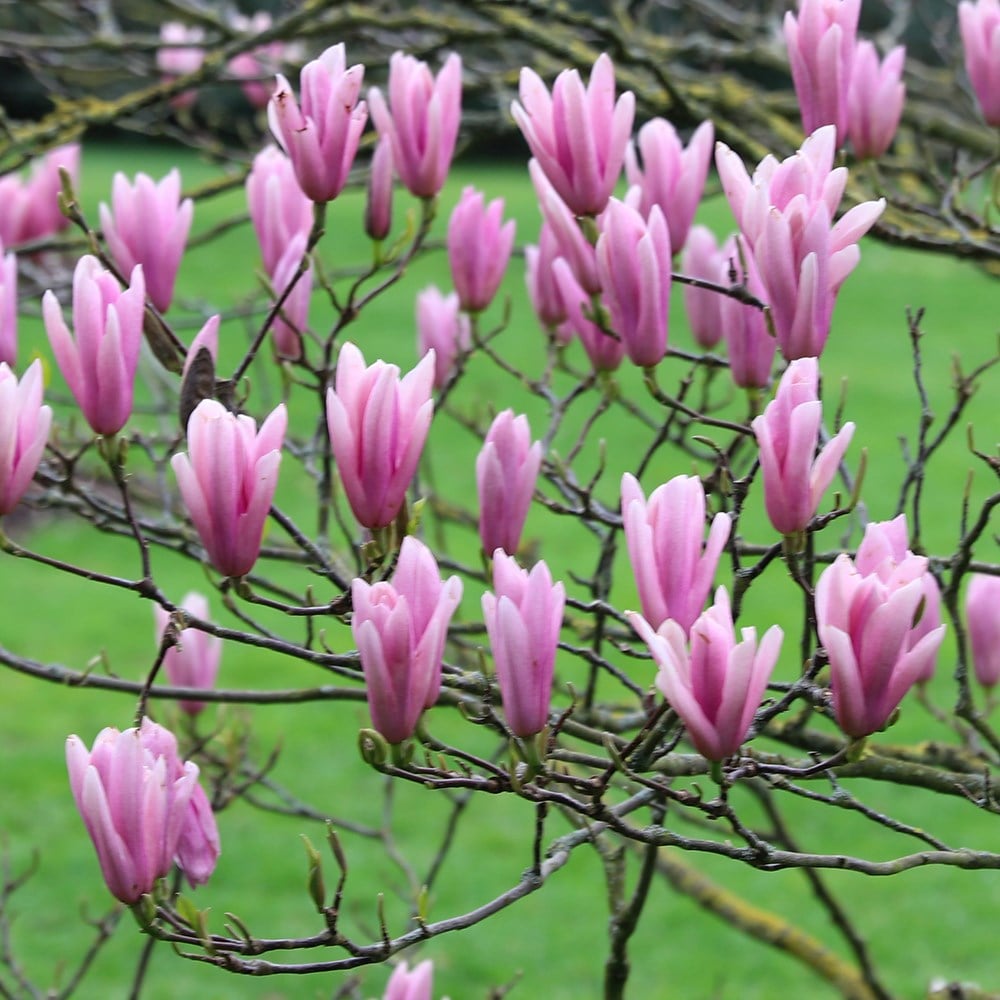 Product options image