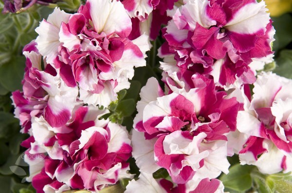 Buy 40 plus 20 FREE large plug plants Petunia Double Pirouette Rose: £ ...