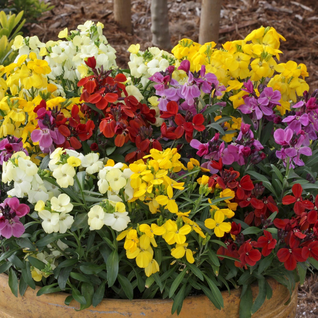 Buy 40 Plus 20 FREE Plug Plants Wallflower Sugar Rush: £22.99 Delivery ...