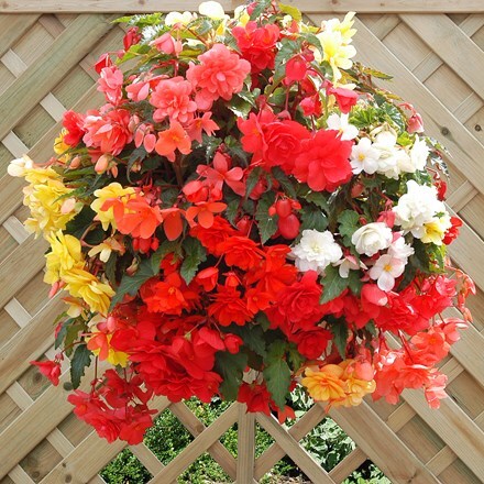 Picture of Begonia Illumination Series
