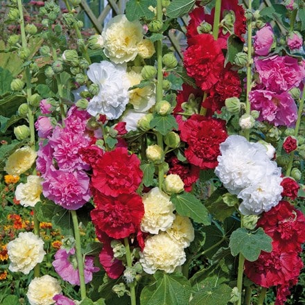 Picture of Alcea - Hollyhock Chaters double mixed