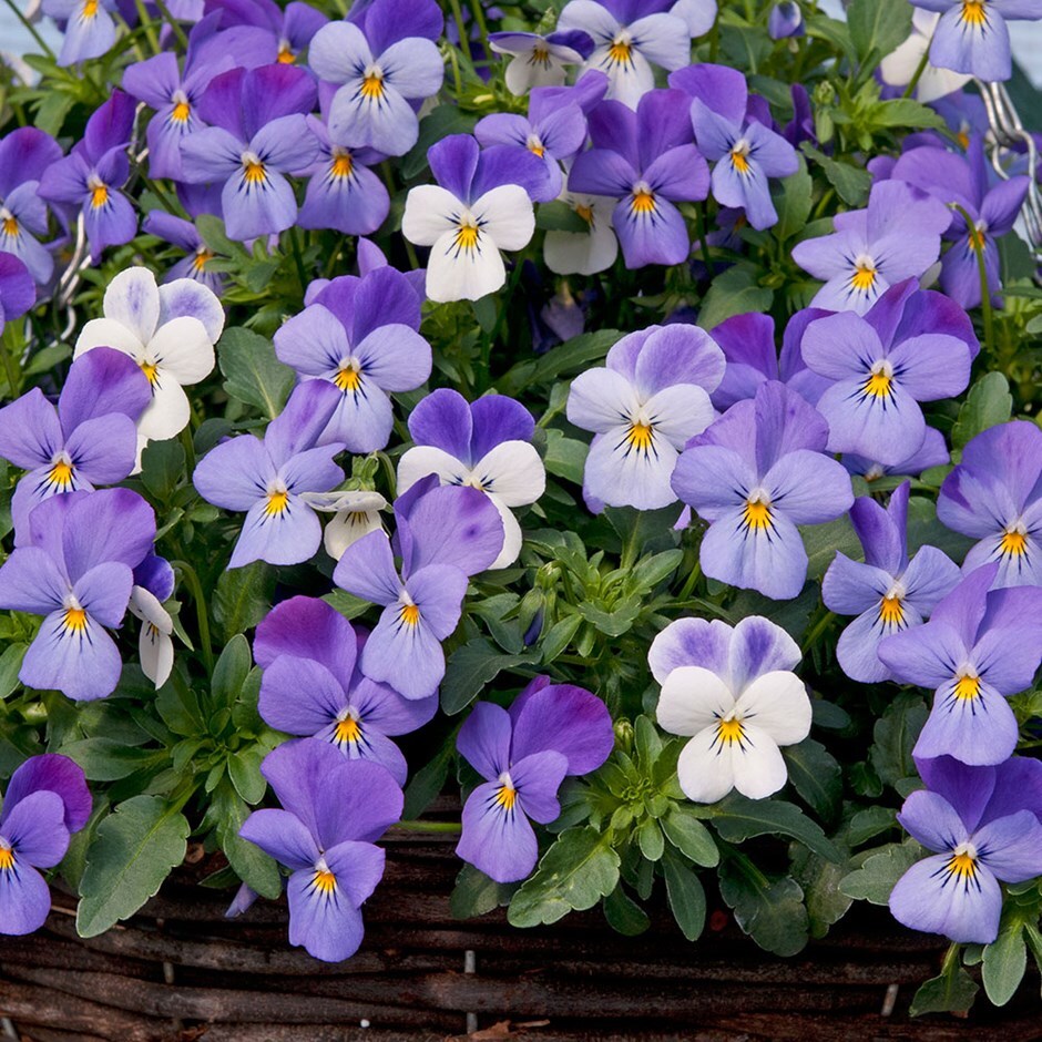 buy 40 plus 20 free large plug plants viola teardrops buy 40 plus 20 free large plug plants viola teardrops