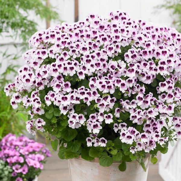 Pelargonium Mosquitaway Lizzy ('Floang01') (Mosquitaway Series)