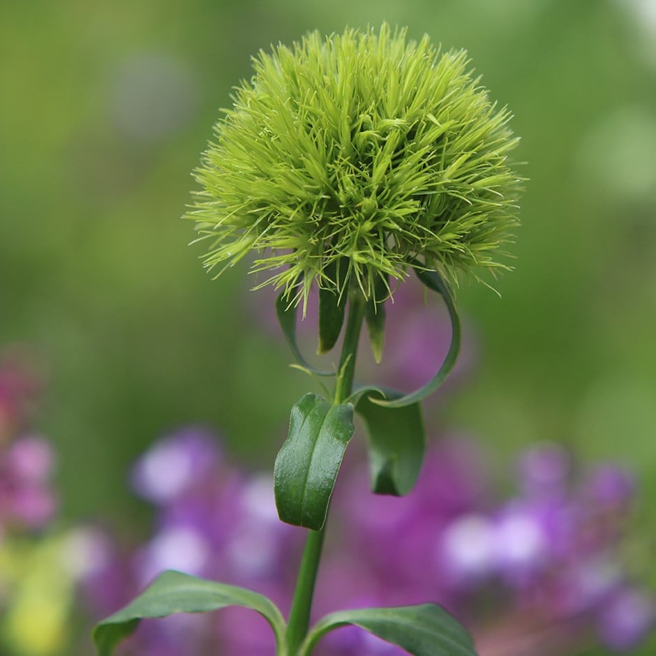 Buy pink Dianthus barbatus Green Trick ('Temarisou') (PBR): £8.99 ...