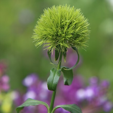 Dianthus barbatus Green Trick ('Temarisou') (PBR)