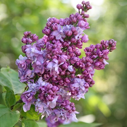 Syringa vulgaris Charles Joly