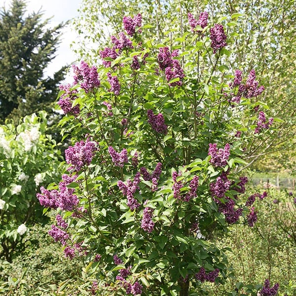 Buy common lilac Syringa vulgaris Charles Joly: £89.99 Delivery by Crocus