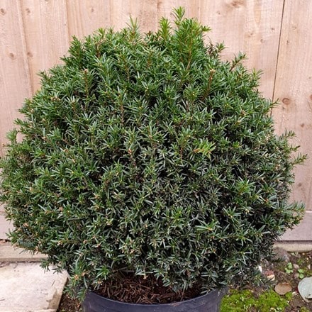 Picture of Taxus baccata