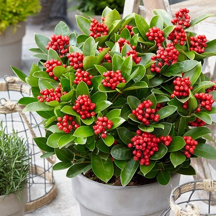 Picture of Skimmia japonica Obsession ('Obsbolwi') (PBR)