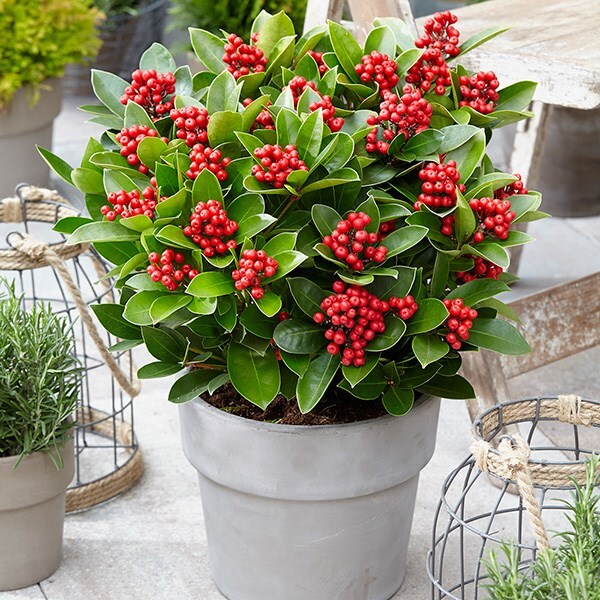 skimmia japonica pbr obsession female japanese