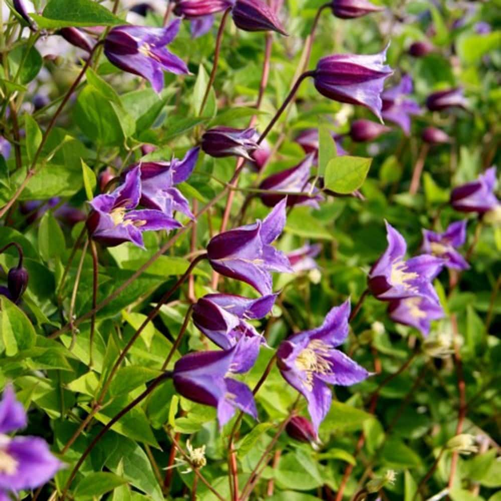 clematis (group 3) (syn. Clematis texensis Prince William)