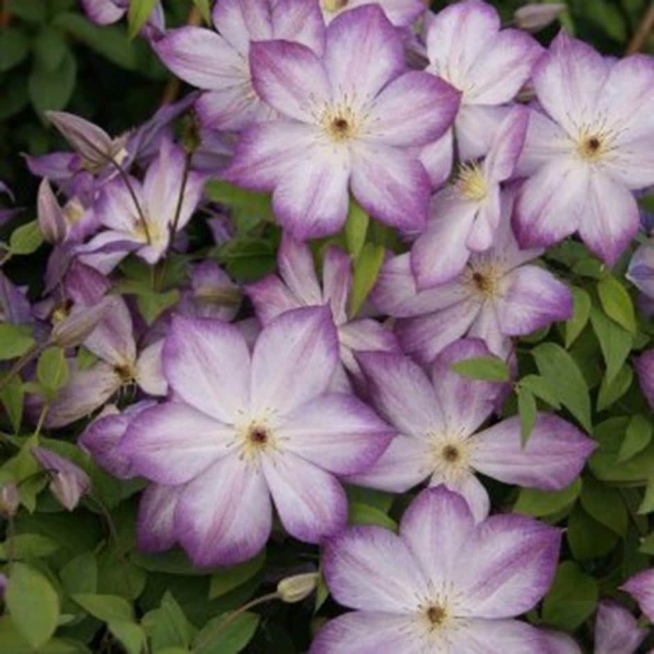<i>Clematis</i> <b class=small-caps>Pernille</b> ('Zo09113') (PBR)