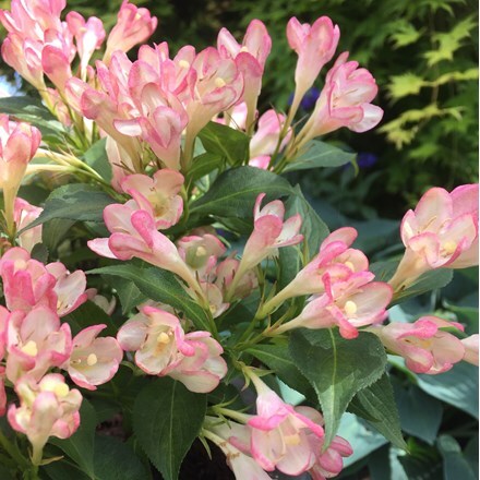 Picture of Weigela All Summer Peach ('Slingpink')