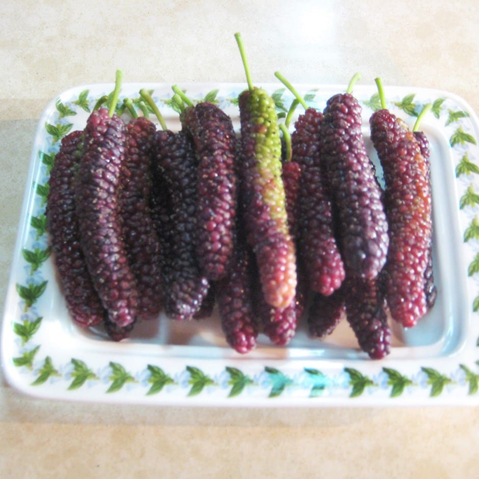 Buy gaint mulberry fruit (Morus macroura) mulberry 'Giant Fruit ...