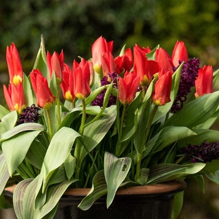 Bulbs for pots - Red and plum