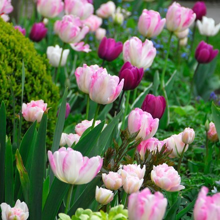 Picture of Raspberry and plum tulip collection