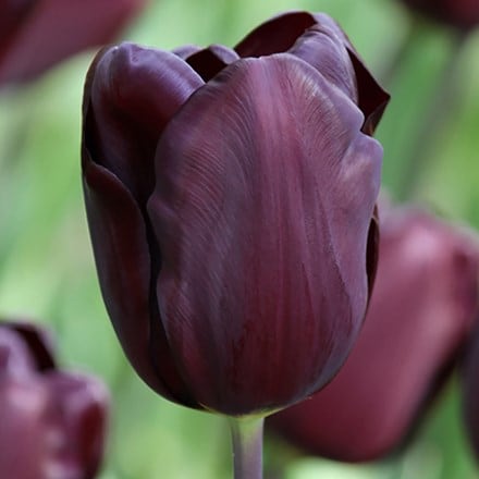 Tulipa Café Noir