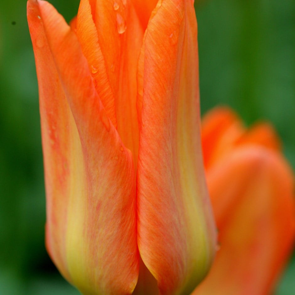 <i>Tulipa</i> 'Orange Brilliant'