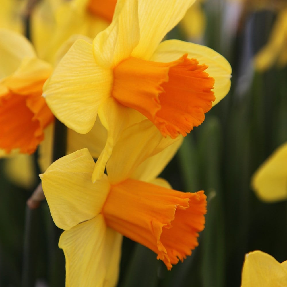 Buy Large Cupped Daffodil Bulbs Narcissus Juanita: £3.99 Delivery By Crocus