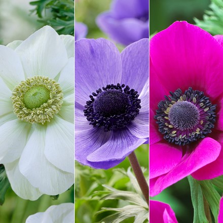 Anemone collection