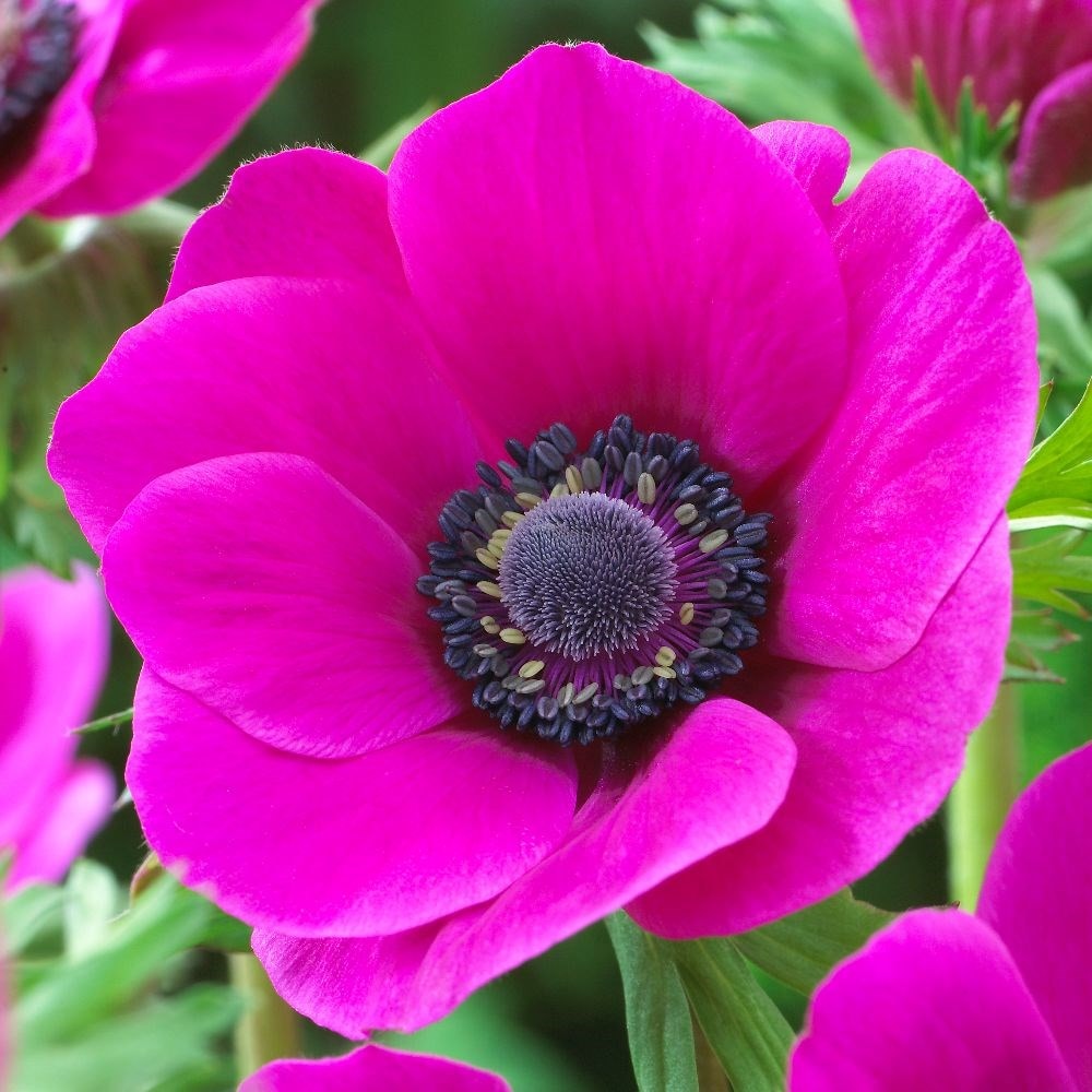 Buy garden anemone collection Anemone collection: £20.95 Delivery by Crocus