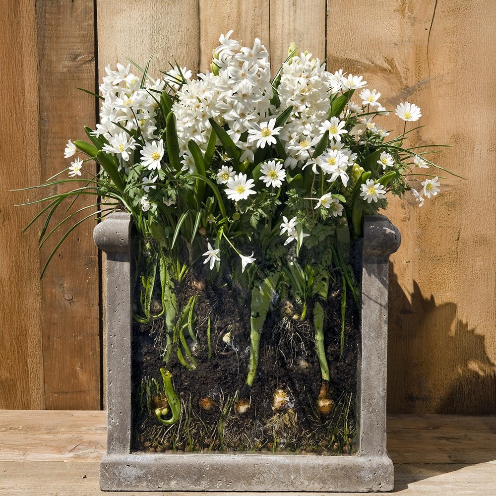 Product options image