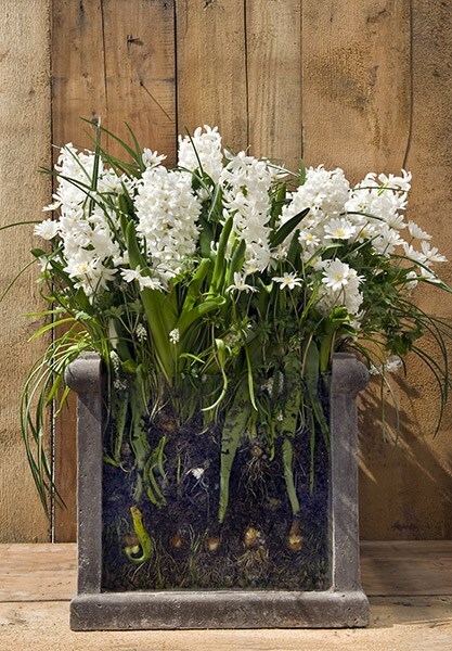Bulbs for pots - ice whites