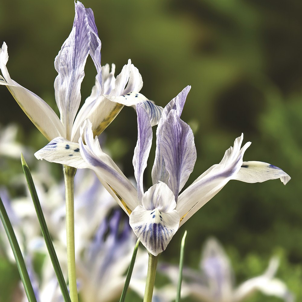 Product options image