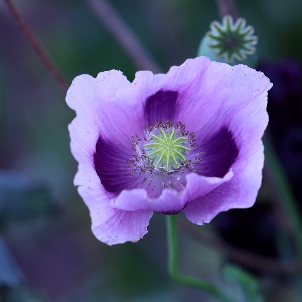 Product options image