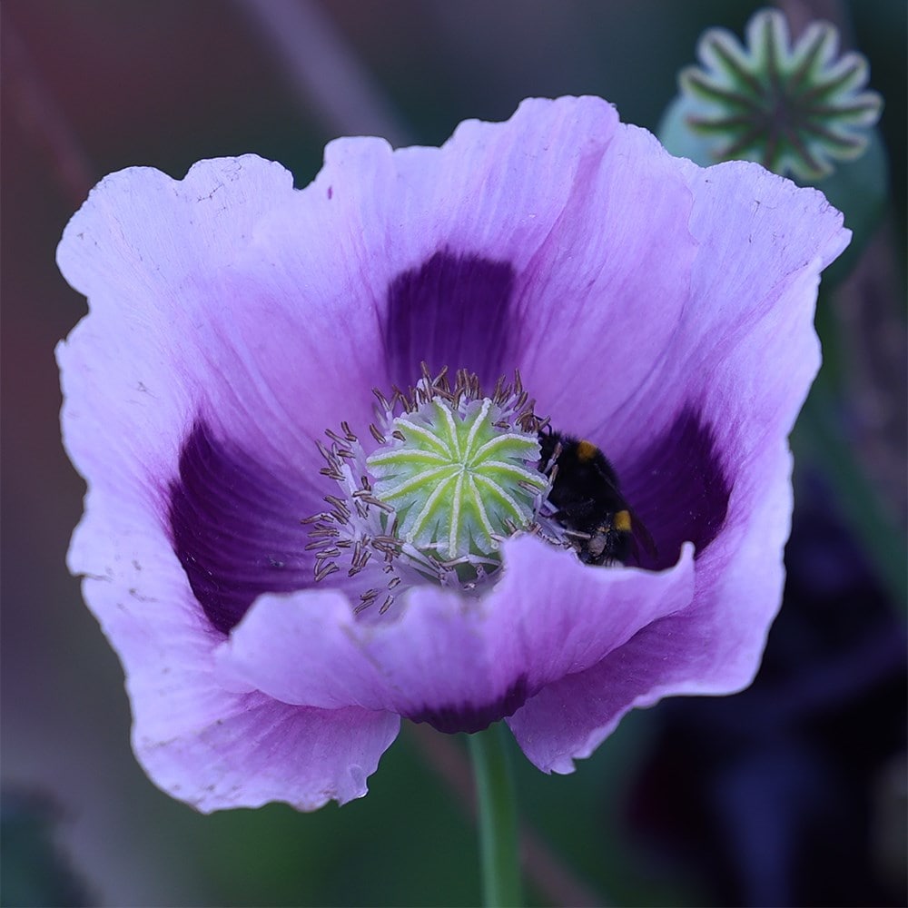 <i>Papaver somniferum</i> 'Maanzaad'