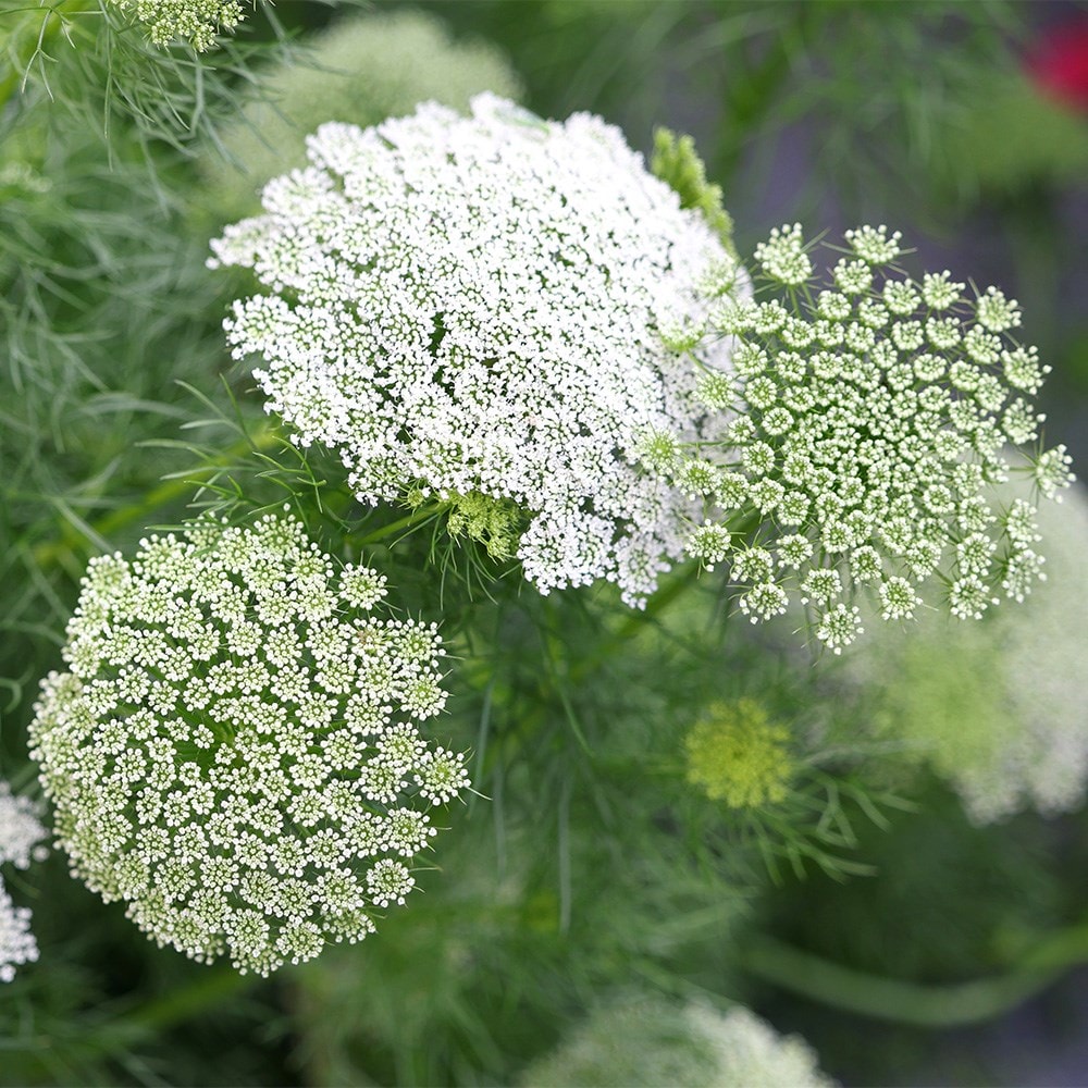 <i>Visnaga daucoides</i> (syn. Ammi visnaga)