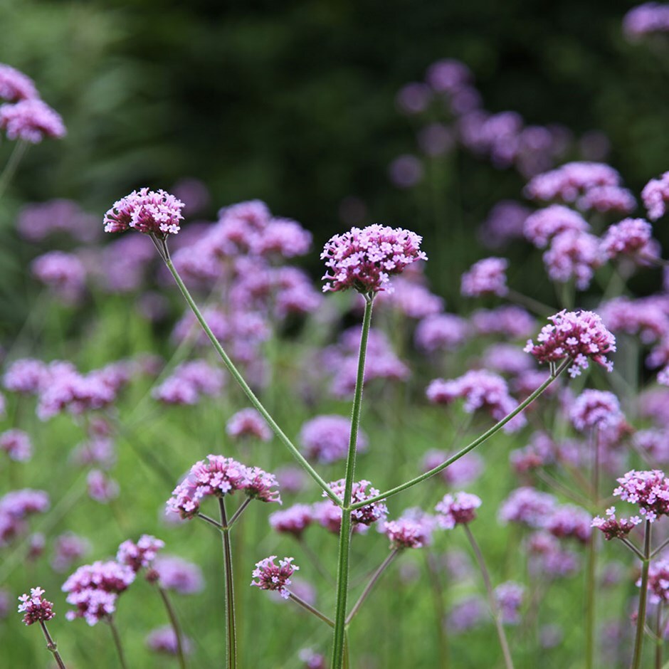 Buy verbena Verbena bonariensis