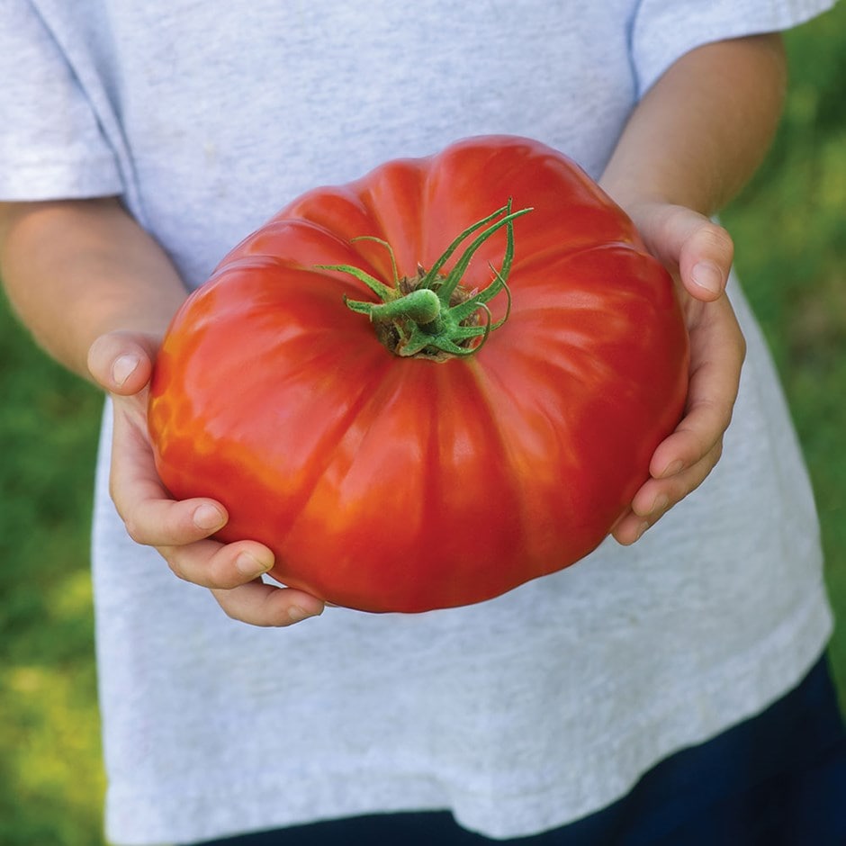 tomato (beefsteak) 'Gigantomo' F1