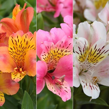 Picture of Alstroemeria collection