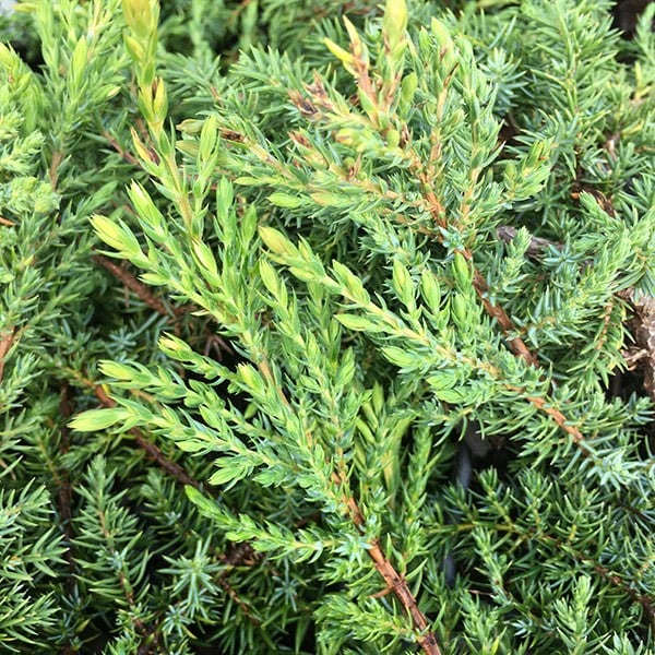 <i>Juniperus communis</i> 'Green Carpet'
