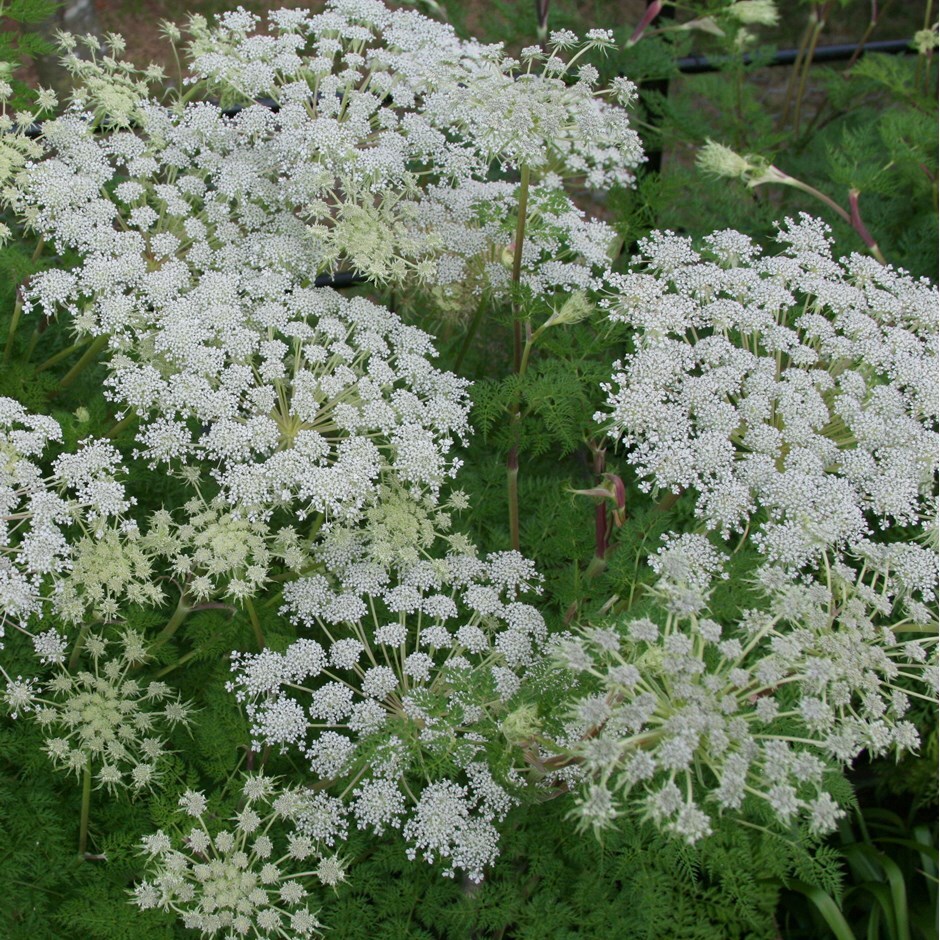 <i>Ligusticopsis wallichiana</i> 
