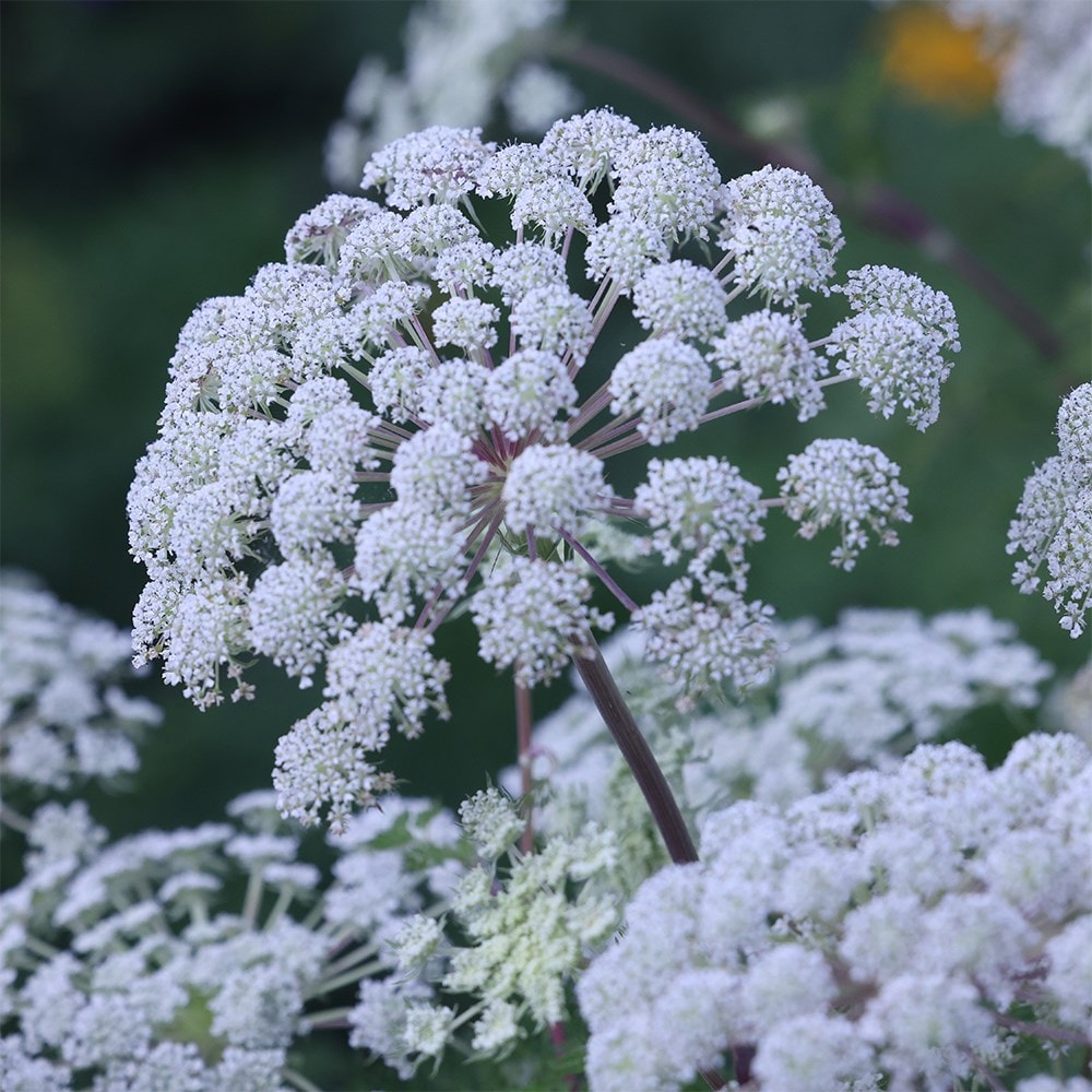 <i>Selinum wallichianum</i> 