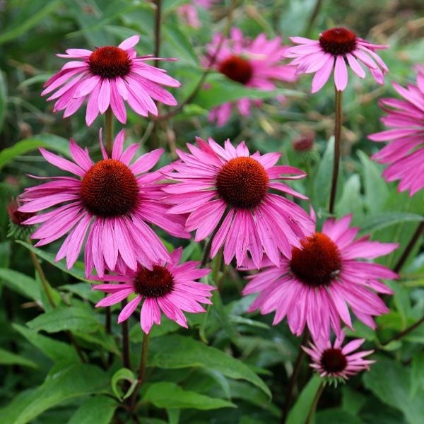 Echinacea purpurea Rubinstern
