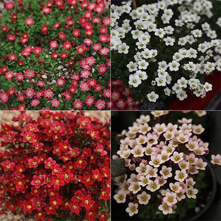 saxifrage collection