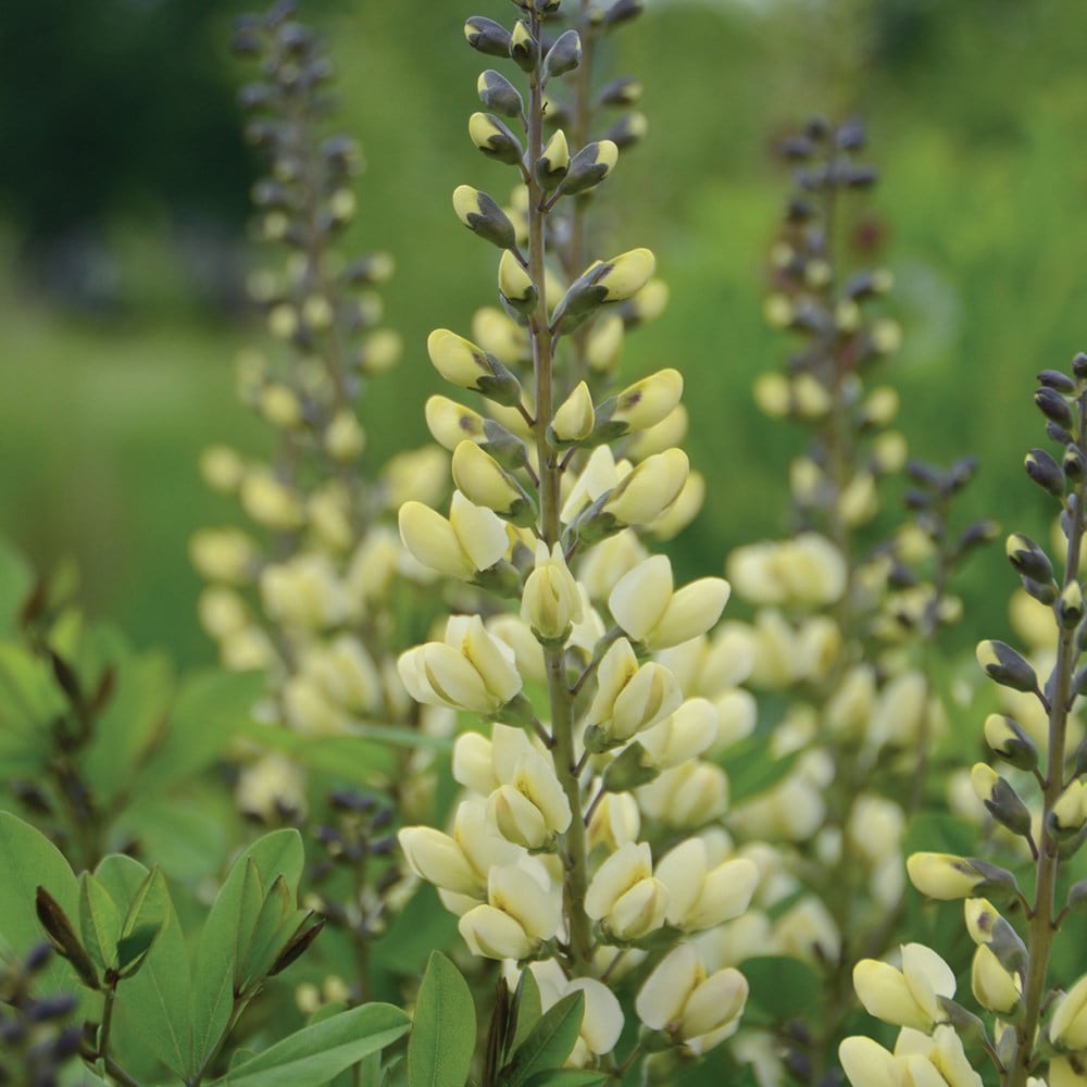 false indigo