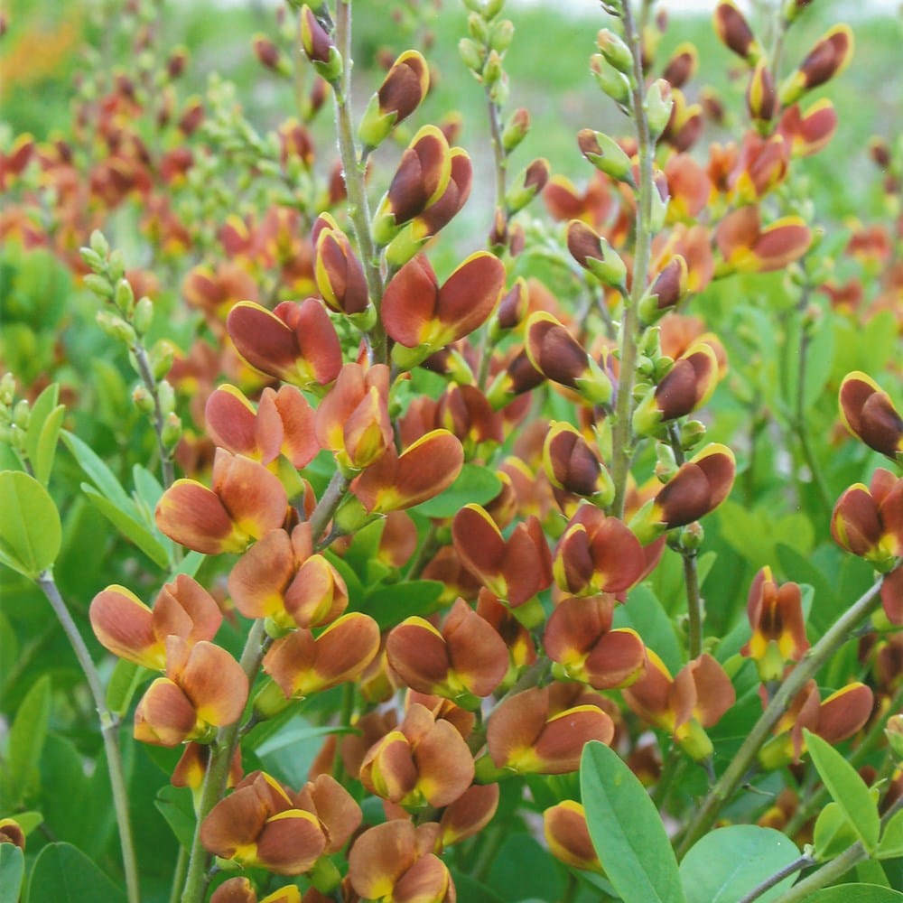 <i>Baptisia</i> 'Cherries Jubilee'