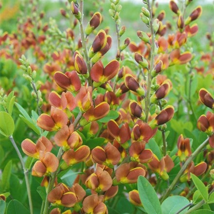 Picture of Baptisia Cherries Jubilee