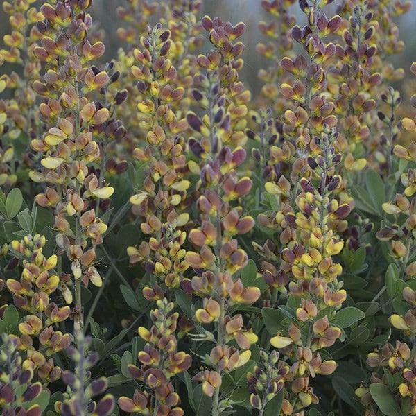 <i>Baptisia</i> 'Cherries Jubilee'