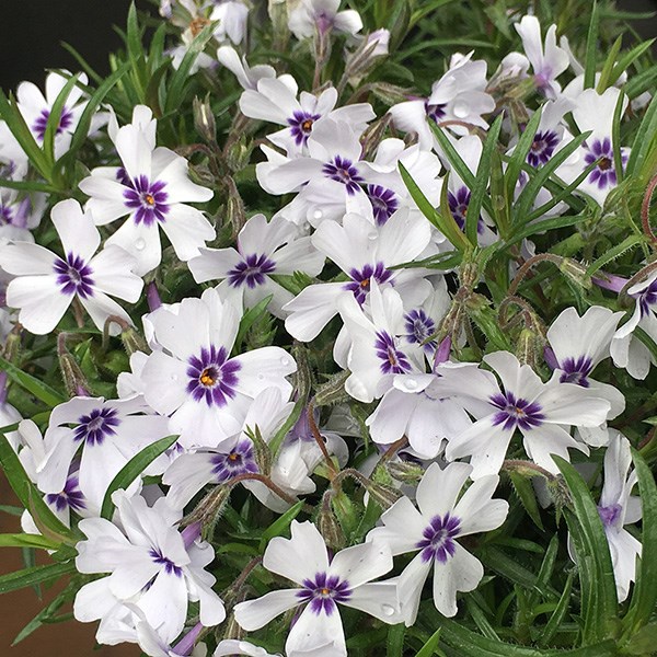 Phlox subulata Bavaria