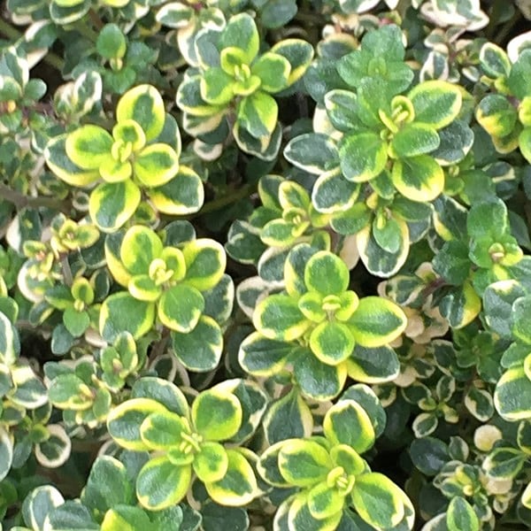 Thymus Lemon Variegated