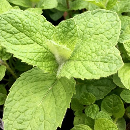 Picture of Mentha × villosa var. alopecuroides Bowles's mint