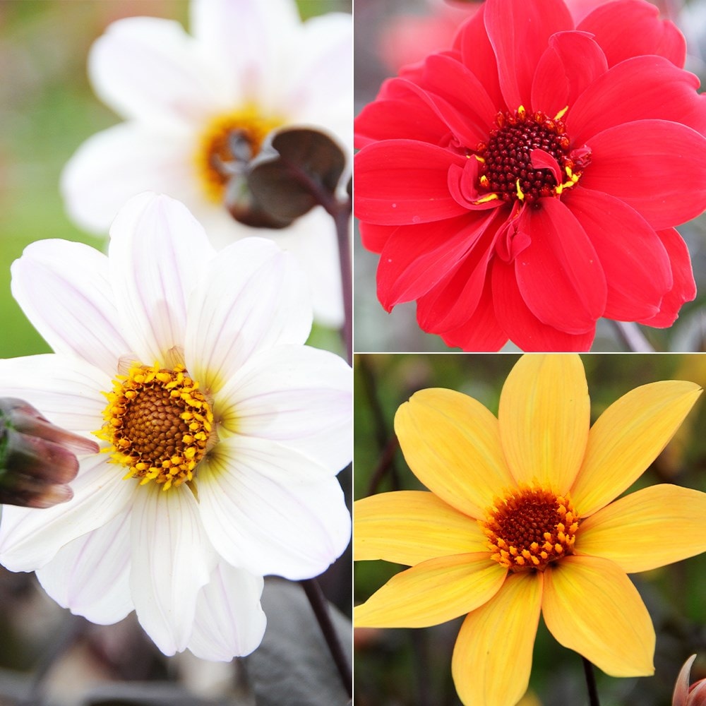 Product options image