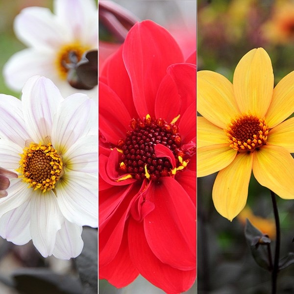 Dark leaved Bishop dahlia collection
